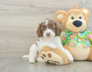 5 week old Cockapoo Puppy For Sale - Windy City Pups