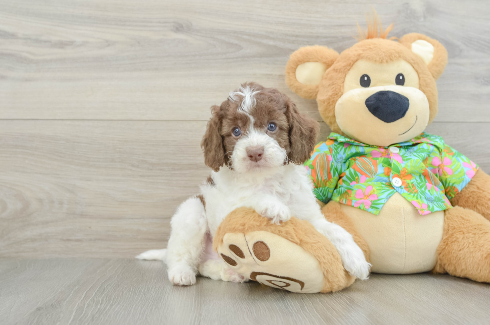 6 week old Cockapoo Puppy For Sale - Windy City Pups