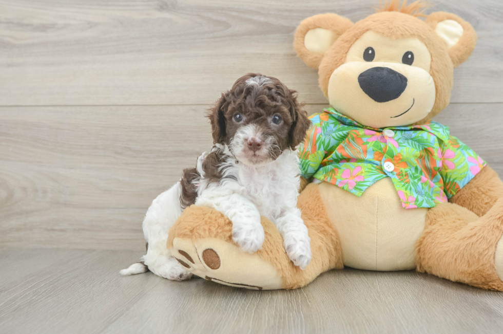 5 week old Cockapoo Puppy For Sale - Windy City Pups