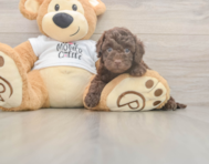5 week old Cockapoo Puppy For Sale - Windy City Pups