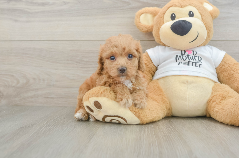 5 week old Cockapoo Puppy For Sale - Windy City Pups