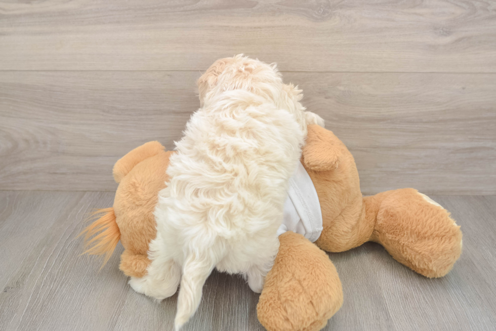 Cockapoo Puppy for Adoption