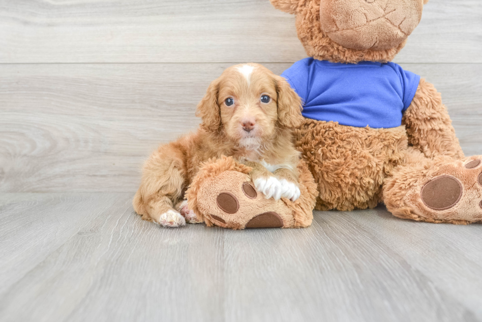 Sweet Cockapoo Baby