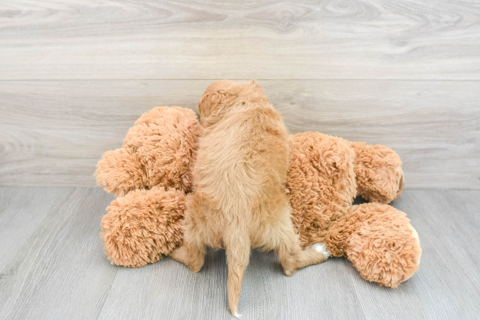 Cute Cockapoo Baby