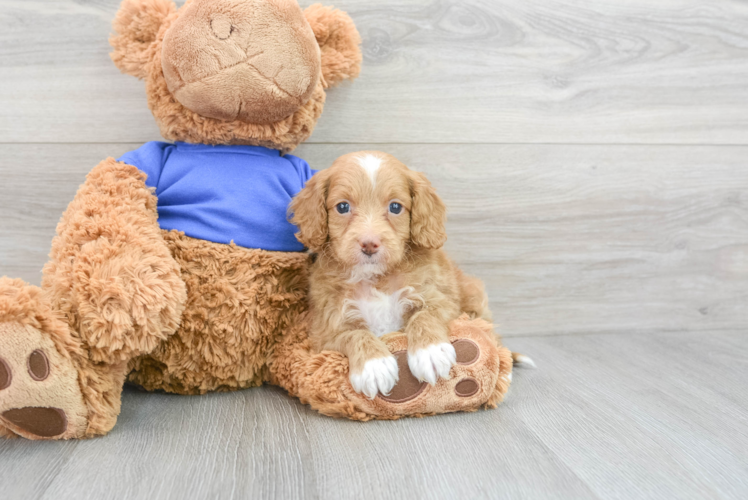 Energetic Cockerpoo Poodle Mix Puppy