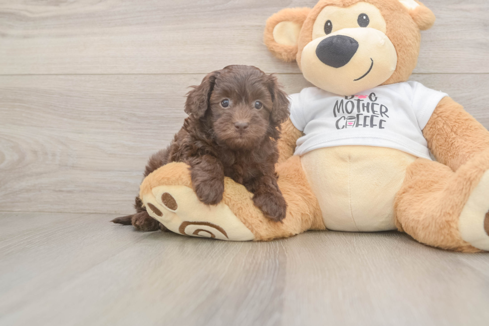 Cockapoo Puppy for Adoption