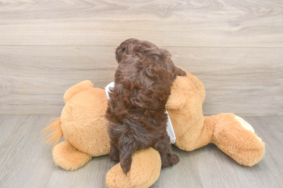 Smart Cockapoo Poodle Mix Pup