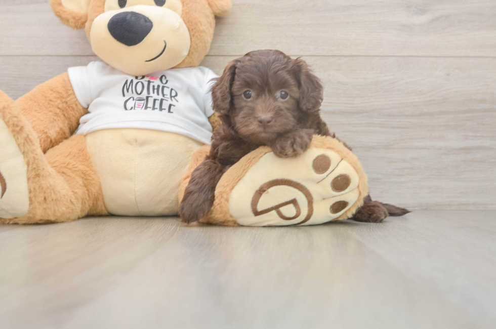 5 week old Cockapoo Puppy For Sale - Windy City Pups