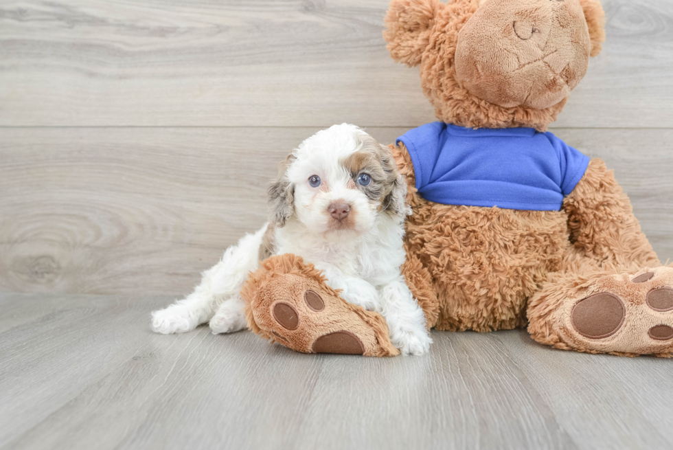 Cockapoo Pup Being Cute