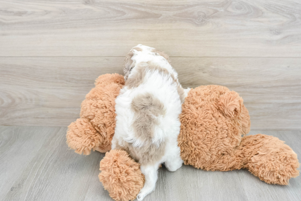 Funny Cockapoo Poodle Mix Pup