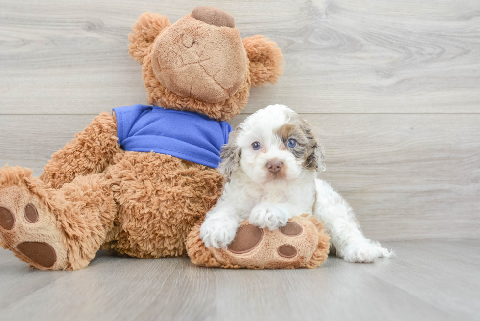 Best Cockapoo Baby