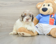 7 week old Cockapoo Puppy For Sale - Windy City Pups