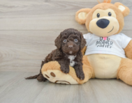 7 week old Cockapoo Puppy For Sale - Windy City Pups