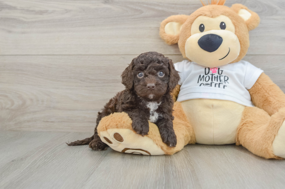 6 week old Cockapoo Puppy For Sale - Windy City Pups