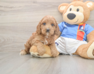 7 week old Cockapoo Puppy For Sale - Windy City Pups