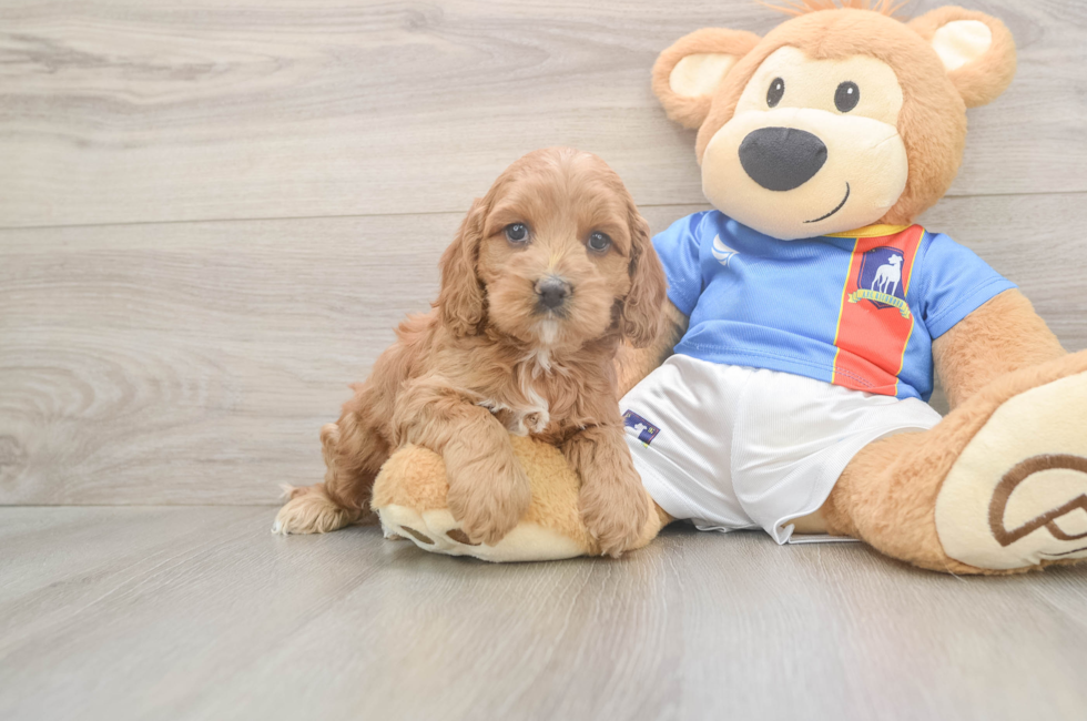 5 week old Cockapoo Puppy For Sale - Windy City Pups