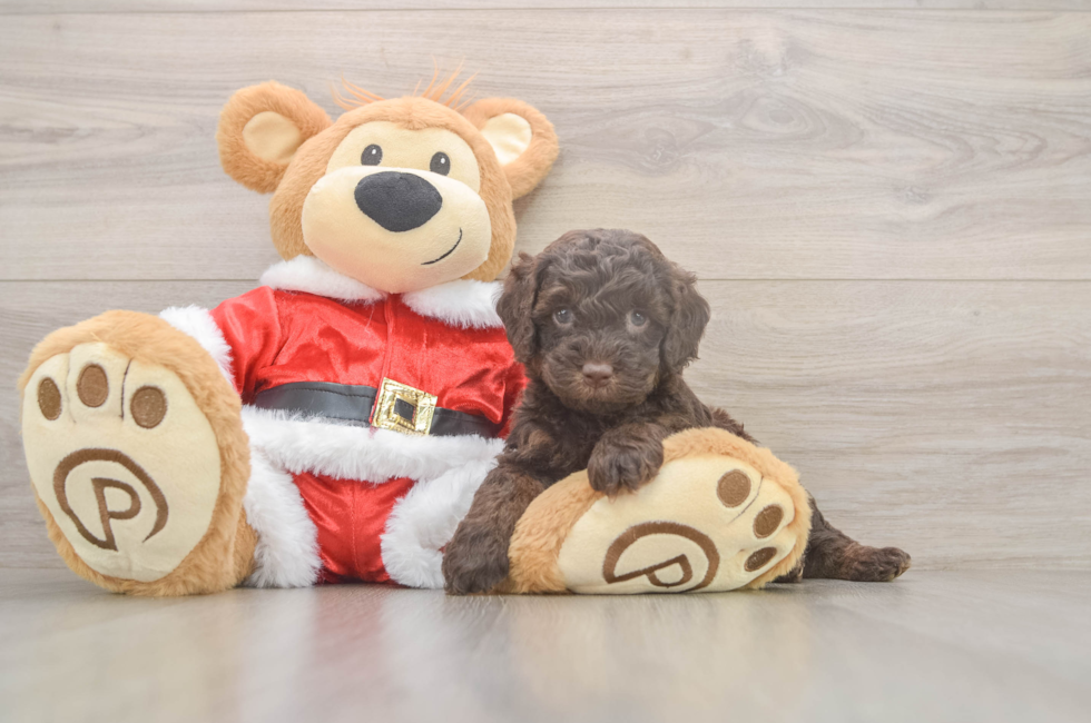 5 week old Cockapoo Puppy For Sale - Windy City Pups