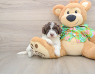 5 week old Cockapoo Puppy For Sale - Windy City Pups