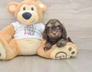 6 week old Cockapoo Puppy For Sale - Windy City Pups
