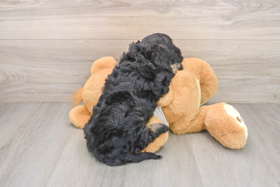 Petite Cockapoo Poodle Mix Pup