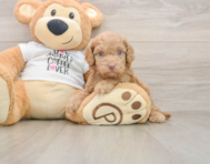 5 week old Cockapoo Puppy For Sale - Windy City Pups