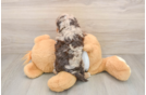 Cockapoo Puppy for Adoption