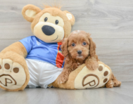 6 week old Cockapoo Puppy For Sale - Windy City Pups