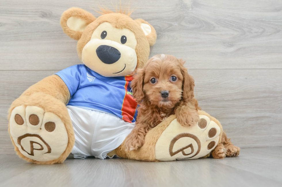 5 week old Cockapoo Puppy For Sale - Windy City Pups