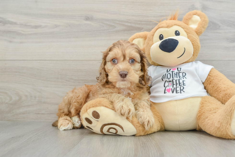 Cockapoo Pup Being Cute