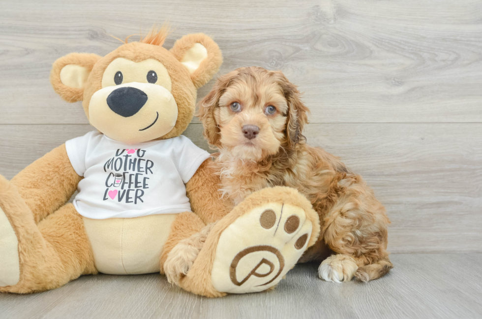 7 week old Cockapoo Puppy For Sale - Windy City Pups