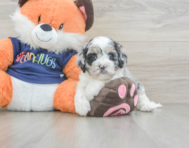 7 week old Cockapoo Puppy For Sale - Windy City Pups