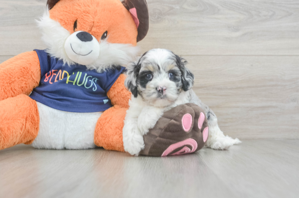 5 week old Cockapoo Puppy For Sale - Windy City Pups