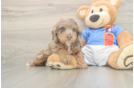 Best Cockapoo Baby