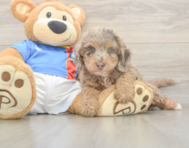 7 week old Cockapoo Puppy For Sale - Windy City Pups
