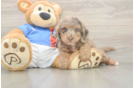 Cockapoo Puppy for Adoption