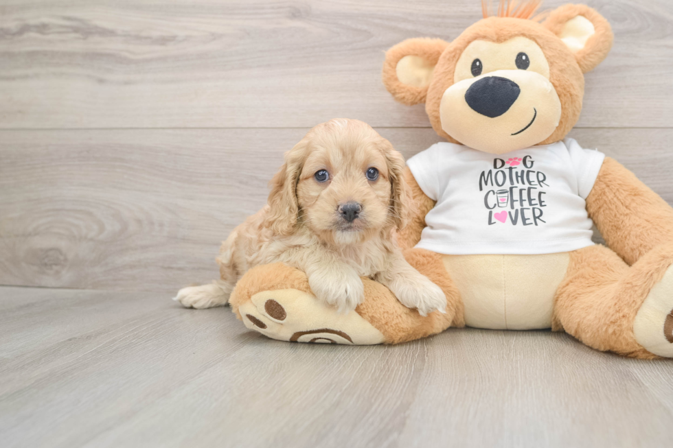 Cockapoo Puppy for Adoption