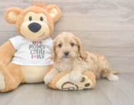 5 week old Cockapoo Puppy For Sale - Windy City Pups