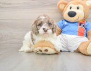 6 week old Cockapoo Puppy For Sale - Windy City Pups