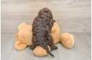 Petite Cockapoo Poodle Mix Pup