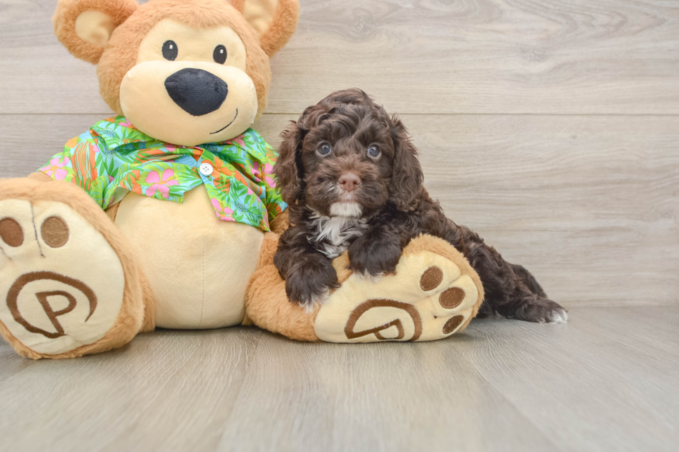 Friendly Cockapoo Baby