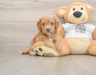 5 week old Cockapoo Puppy For Sale - Windy City Pups