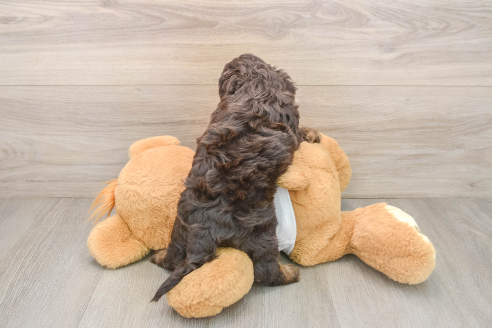 Playful Cocker Doodle Poodle Mix Puppy