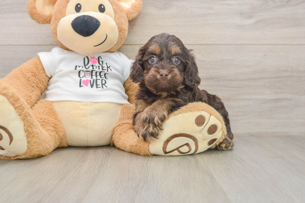 Small Cockapoo Baby