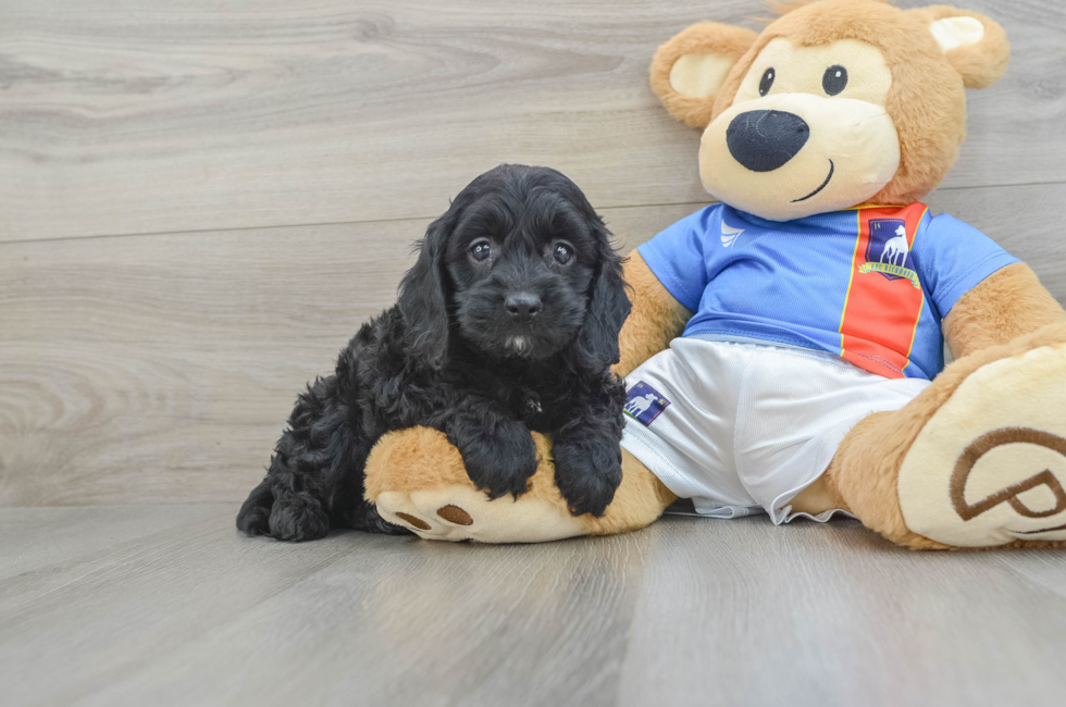 5 week old Cockapoo Puppy For Sale - Windy City Pups