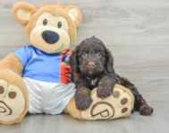 6 week old Cockapoo Puppy For Sale - Windy City Pups