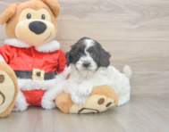 6 week old Cockapoo Puppy For Sale - Windy City Pups