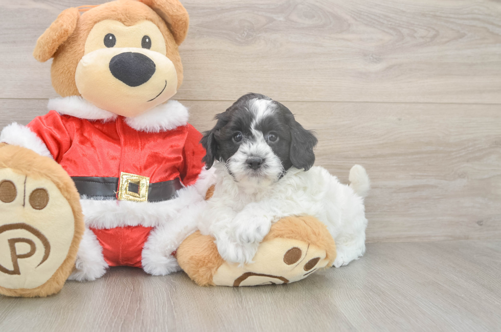 5 week old Cockapoo Puppy For Sale - Windy City Pups