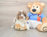 6 week old Cockapoo Puppy For Sale - Windy City Pups