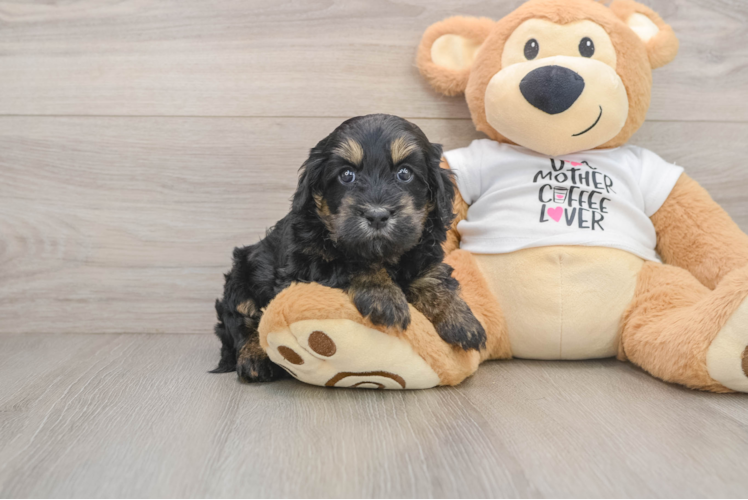 Cockapoo Puppy for Adoption