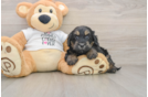 Cute Cockapoo Baby